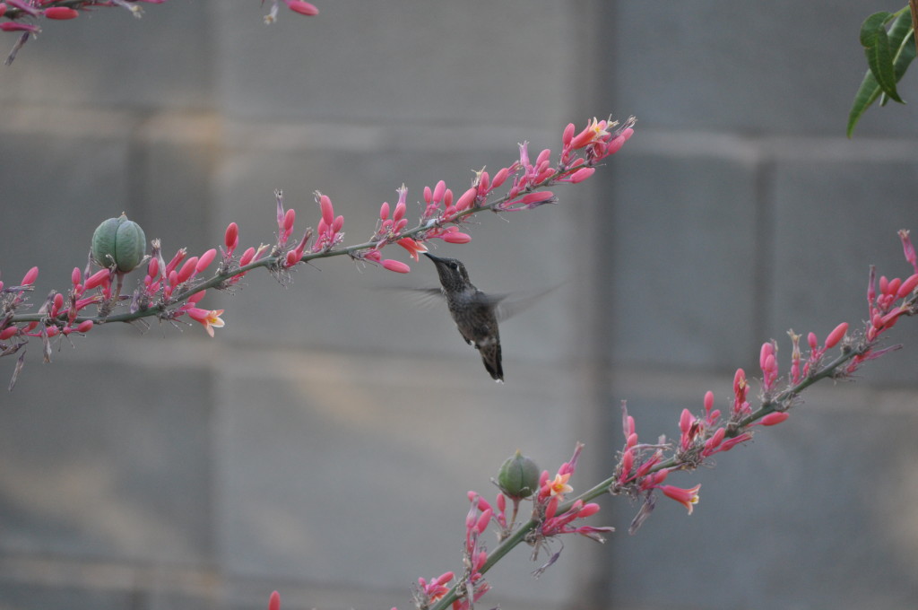 springtime in Las Vegas